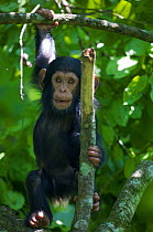 Baby Chimpanzee (Pan troglodytes schweinfurthii) "James" (1 month) playing in a tree. Budongo Forest Reserve, Masindi, Uganda, Africa. december