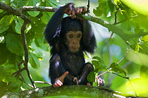 Baby Chimpanzee (Pan troglodytes schweinfurthii) "James" (1 month) playing in a tree. Budongo Forest Reserve, Masindi, Uganda, Africa. December
