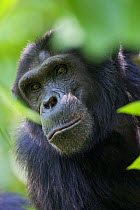 Male Chimpanzee (Pan troglodytes schweinfurthii) "Duane" (40 years) peering through leaves, portrait, close-up. Budongo Forest Reserve, Masindi, Uganda, Africa. December