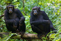 Male Chimpanzees (Pan troglodytes schweinfurthii) "Kato" (13 years, on left) and "Gashom" (18 years) sitting next to each other on a log in the rainforest. Budongo Forest Reserve, Masindi, Uganda, Afr...