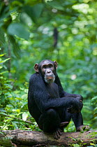 Male Chimpanzee (Pan troglodytes schweinfurthii) "Bob" sitting on a log with erect penis. Budongo Forest Reserve, Masindi, Uganda, Africa. December
