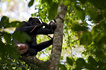 Female Chimpanzee (Pan troglodytes schweinfurthii) "Lola" (18 years) with large genital swelling feeding on juvenile Red-Tail Monkey (Cercopithecus ascanius) in a tree. Budongo Forest Reserve, Masindi...