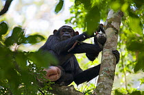 Female Chimpanzee (Pan troglodytes schweinfurthii) "Lola" (18 years) with large genital swelling feeding on juvenile Red-Tail Monkey (Cercopithecus ascanius) in a tree. Budongo Forest Reserve, Masindi...