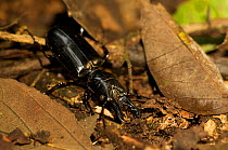 Large black ground beetle (Broscinae, possibly Ochryopus gigas) with large mandibles on forest floor. Budongo Forest Reserve, Masindi, Uganda, Africa. December