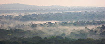 Rainforest of Budongo Forest Reserve and logged areas on both sides of the Royal Mile seen from Nyabyeya Hill at a cloudy sunrise. Budongo Forest Reserve, Masindi, Uganda, Africa. December 2006