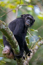 Female Chimpanzee (Pan troglodytes schweinfurthii) "Lola" (18 years) sitting in rainforest tree, large genital swelling. Budongo Forest Reserve, Masindi, Uganda, Africa. December