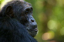 Male Chimpanzee (Pan troglodytes schweinfurthii) "Maani", portrait, close-up. Budongo Forest Reserve, Masindi, Uganda, Africa. December