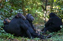 Group of Chimpanzees (Pan troglodytes schweinfurthii) social grooming on forest floor. Budongo Forest Reserve, Masindi, Uganda, Africa. December