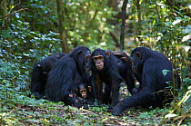 Group of Chimpanzees (Pan troglodytes schweinfurthii) social grooming on forest floor. Budongo Forest Reserve, Masindi, Uganda, Africa. December