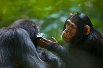 Juvenile female Chimpanzee (Pan troglodytes schweinfurthii) "Kumi" grooming adult female. Budongo Forest Reserve, Masindi, Uganda, Africa. December