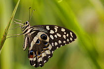 Male Citrus Swallowtail (Papilio demodocus) in high grass. Budongo Forest Reserve, Masindi, Uganda, Africa, December