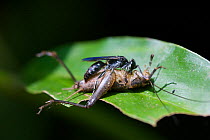 Black Wasp with prey (cricket) twice the size. Budongo Forest Reserve, Masindi, Uganda, Africa. December