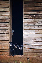Three Black and White colobus monkeys / Guerezas (Colobus guereza) sitting in the entrance of a wooden building of the deserted Budongo Sawmill, Budongo Forest Reserve, Masindi, Uganda, Africa, Decemb...