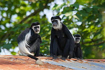 Three Black and white colobus monkeys / Guerezas (Colobus guereza) on the roof of a house of the abandoned Budongo Sawmill. Budongo Forest Reserve, Masindi, Uganda, Africa, Decmember