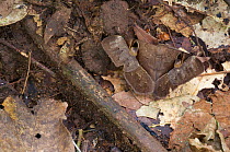 Noctuid Moth (Cyligramma fluctuosa) camouflaged on the rainforest floor, Budongo Forest Reserve, Masindi, Uganda, Africa, December