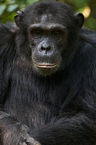 Male Chimpanzee (Pan troglodytes schweinfurthii) "Duane" portrait. Budongo Forest Reserve, Masindi, Uganda, Africa. December