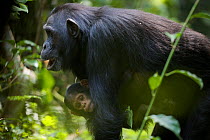 Female Chimpanzee (Pan troglodytes schweinfurthii) "Kalema" with her baby "Klauce", calling, hooting. Budongo Forest Reserve, Masindi, Uganda, Africa. December