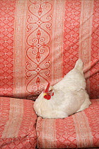 Domestic chicken, hen, resting on couch outside a house, Zhouzhi village, Qinling Mountains, Shaanxi, China, March 2006