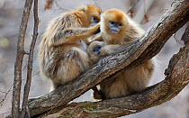 Golden snub-nosed monkey (Rhinopithecus roxellana qinlingensis) two females grooming, Zhouzi Nature Reserve, Qinling mountains, Shaanxi, China. April 2006