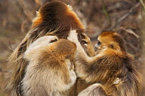 Golden snub-nosed monkey (Rhinopithecus roxellana qinlingensis) two females grooming male, Zhouzi Nature Reserve, Qinling mountains, Shaanxi, China. April 2006