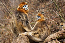 Golden snub-nosed monkey (Rhinopithecus roxellana qinlingensis) family group with adult male and female and offspring, Zhouzi Nature Reserve, Qinling mountains, Shaanxi, China. April 2006