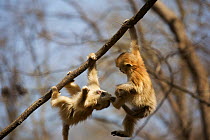 Golden snub-nosed monkey (Rhinopithecus roxellana qinlingensis) two infants playing in tree, Zhouzi Nature Reserve, Qinling mountains, Shaanxi, China. April 2006