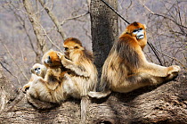 Golden snub-nosed monkey (Rhinopithecus roxellana qinlingensis) family group social grooming on tree trunk, Zhouzi Nature Reserve, Qinling mountains, Shaanxi, China. April 2006