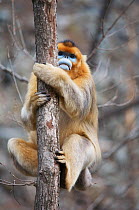 Golden snub-nosed monkey (Rhinopithecus roxellana qinlingensis) adult male resting in tree fork, Zhouzi Nature Reserve, Qinling mountains, Shaanxi, China. April 2006