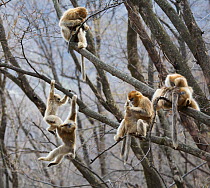 Golden snub-nosed monkey (Rhinopithecus roxellana qinlingensis) females, subadults and infants socialising in tree, Zhouzi Nature Reserve, Qinling mountains, Shaanxi, China. April 2006
