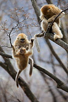Golden snub-nosed monkey (Rhinopithecus roxellana qinlingensis) infants playing in tree, Zhouzi Nature Reserve, Qinling mountains, Shaanxi, China. April 2006