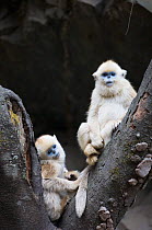 Golden snub-nosed monkey (Rhinopithecus roxellana qinlingensis) two infants resting in tree fork, Zhouzi Nature Reserve, Qinling mountains, Shaanxi, China. April 2006