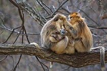 Golden snub-nosed monkey (Rhinopithecus roxellana qinlingensis) females and newborn grooming in tree, Zhouzi Nature Reserve, Qinling mountains, Shaanxi, China. April 2006