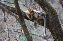 Golden snub-nosed monkey (Rhinopithecus roxellana qinlingensis) adult male resting high up in a tree, Zhouzi Nature Reserve, Qinling mountains, Shaanxi, China. April 2006