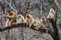 Golden snub-nosed monkey (Rhinopithecus roxellana qinlingensis) family group / harem resting / grooming in a tree, Zhouzhi, Shaanxi, China.