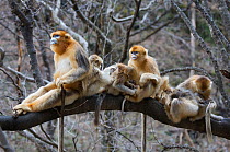 Golden snub-nosed monkey (Rhinopithecus roxellana qinlingensis) family group / harem resting / grooming in a tree, Zhouzi Nature Reserve, Qinling mountains, Shaanxi, China. April 2006