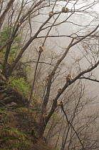 Golden snub-nosed monkeys (Rhinopithecus roxellana qinlingensis) resting high in the trees on a misty morning, Zhouzi Nature Reserve, Qinling mountains, Shaanxi, China. April 2006