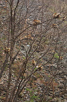 Golden snub-nosed monkeys (Rhinopithecus roxellana qinlingensis) resting high in the trees on a misty morning, Zhouzi Nature Reserve, Qinling mountains, Shaanxi, China. April 2006