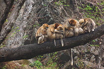 Golden snub-nosed monkey (Rhinopithecus roxellana qinlingensis) family group / harem sleeping in a tree, Zhouzi Nature Reserve, Qinling mountains, Shaanxi, China. April 2006
