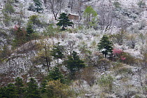 Small hut among flowering wild cherry and peach trees in late snow on a mountain slope, Zhouzhi Nature Reserve, Qinling Mounains, Shaanxi, China, April 2006