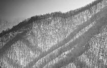 Patterns of leafless trees in winter on steep slopes in Zhouzhi Nature Reserve, Qinling Mountains, Shaanxi, China, April 2006
