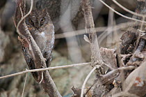 Oriental Scops owl (Otus sunia), Zhouzi Nature Reserve, Qinling mountains, Shaanxi, China. April