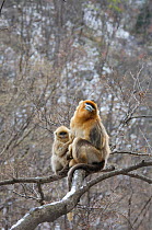Golden snub-nosed monkey (Rhinopithecus roxellana qinlingensis) infant grooming adult male in tree, Zhouzhi Nature Reserve, Qinling mountains, Shaanxi, China, April 2006