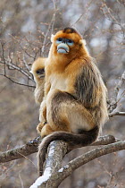 Golden snub-nosed monkey (Rhinopithecus roxellana qinlingensis) infant peering from behind adult male's back, Zhouzhi Nature Reserve, Qinling mountains, Shaanxi, China, April 2006