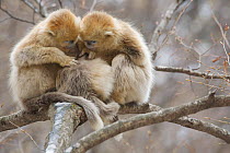 Golden snub-nosed monkey (Rhinopithecus roxellana qinlingensis) three infants grooming / resting in a tree, Zhouzhi Nature Reserve, Qinling mountains, Shaanxi, China, April 2006