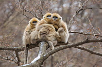 Golden snub-nosed monkey (Rhinopithecus roxellana qinlingensis) infants grooming / resting in a tree, Zhouzhi Nature Reserve, Qinling mountains, Shaanxi, China, April 2006