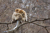 Golden snub-nosed monkey (Rhinopithecus roxellana qinlingensis) infants grooming / resting in a tree, Zhouzhi Nature Reserve, Qinling mountains, Shaanxi, China, April 2006