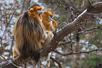 Golden snub-nosed monkey (Rhinopithecus roxellana qinlingensis) adult male, female and offspring in a tree, Zhouzhi Nature Reserve, Qinling mountains, Shaanxi, China, April 2006