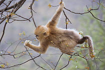 Golden snub-nosed monkey (Rhinopithecus roxellana qinlingensis) infant feeding on cherry blossoms, Zhouzhi Nature Reserve, Qinling mountains, Shaanxi, China, April 2006