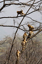 Golden snub-nosed monkey (Rhinopithecus roxellana qinlingensis) family group / harem moving through trees, Zhouzhi Nature Reserve, Qinling mountains, Shaanxi, China, April 2006