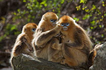 Golden snub-nosed monkey (Rhinopithecus roxellana qinlingensis) females grooming each other, Zhouzhi Nature Reserve, Qinling mountains, Shaanxi, China, April 2006